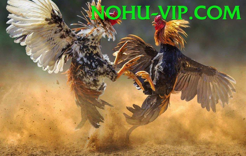 Cách Đọc Kèo Đá Gà - Mượt mà